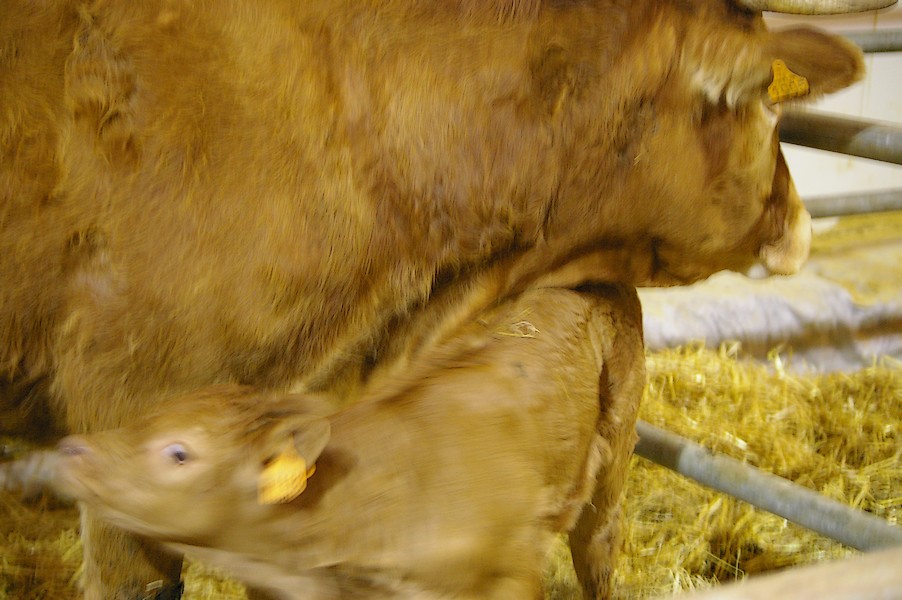 Salon de l agriculture et de la nature de l essonne: salon de l agriculture 085